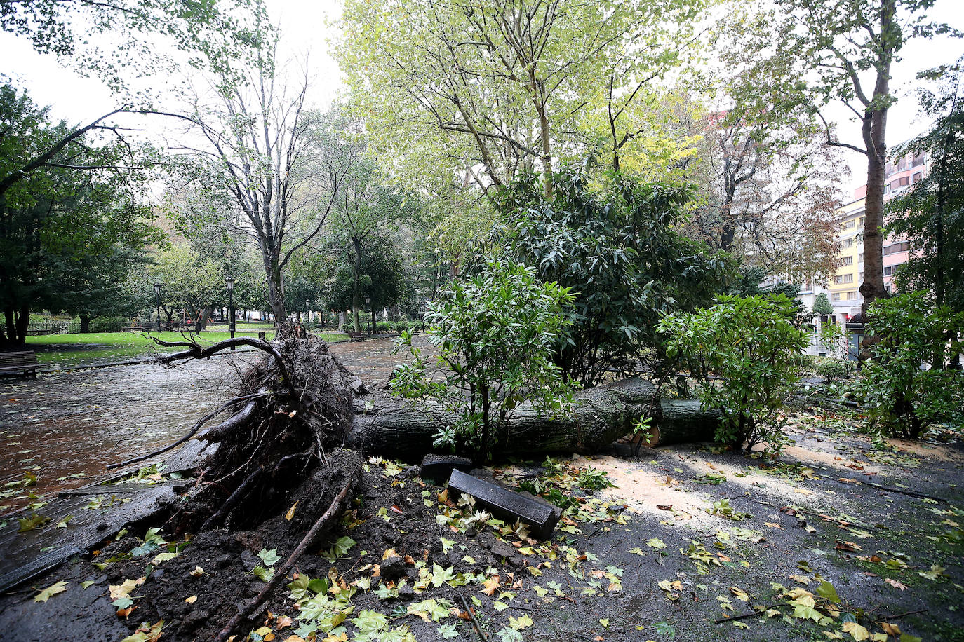 Fotos: Las Fuertes Rachas De Viento Dejan Destrozos Por Toda Asturias ...